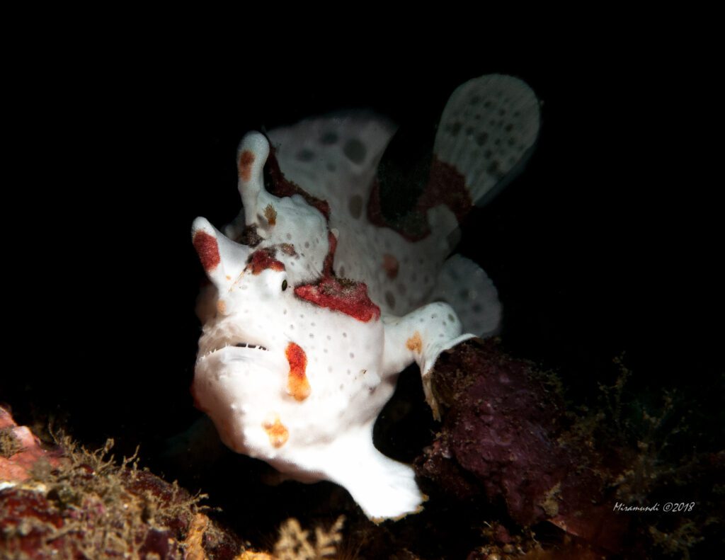 frogfish in Puerto Galera