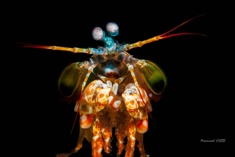 peacock mantis shrimp in Puerto Galera