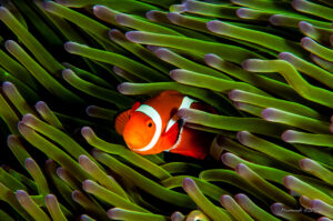 clownfish in anemone found in Puerto Galera