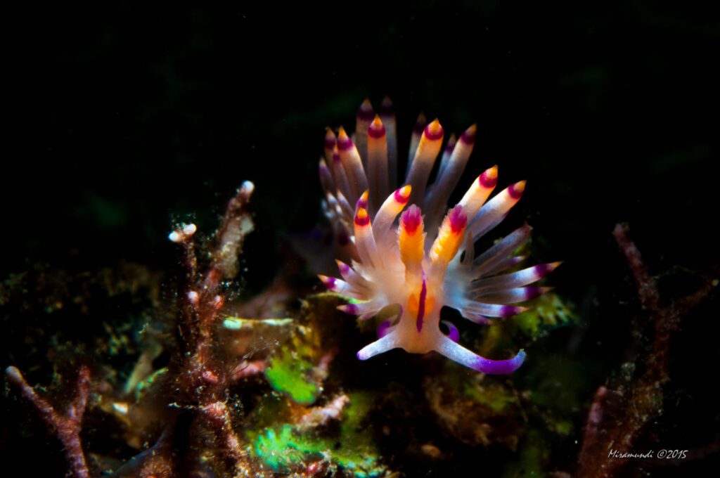 Flabellina nudibranch found in Puerto Galera