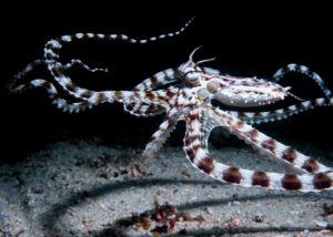 A mimic octopus found in Puerto Galera