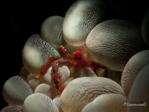orangutan crab in bubble coral found in Puerto Galera