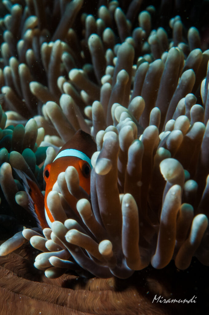 clownfish hiding in an anemone found in Puerto Galera