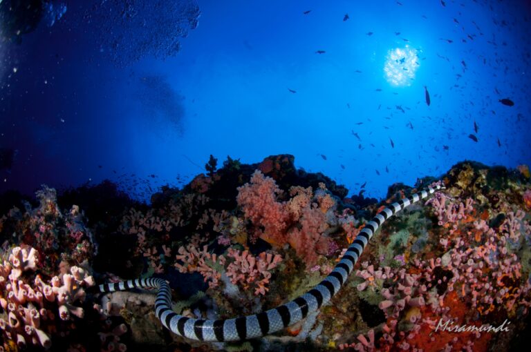 sea snake found in Puerto Galera