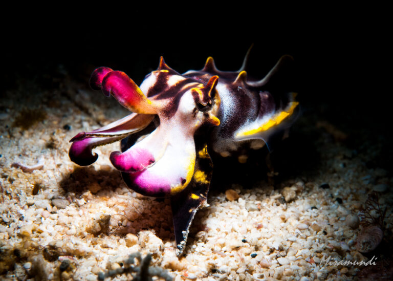 flamboyant cuttlefish found on a muck dive in Puerto Galera