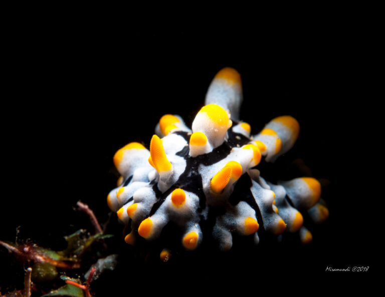 yellow, blue and black colored nudibranch found in Puerto Galera