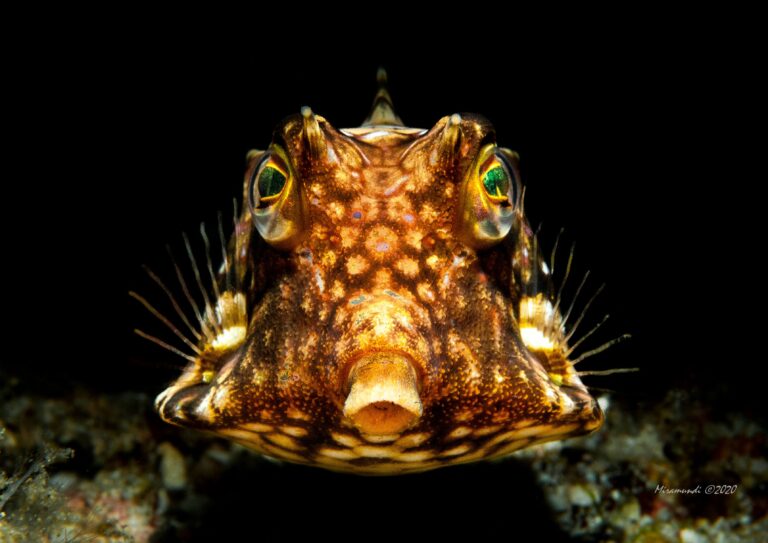 front view of a cowfish found in Puerto Galera