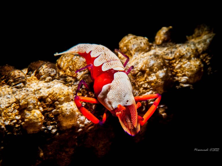 an emperor shrimp on a sea cucumber found in Puerto Galera