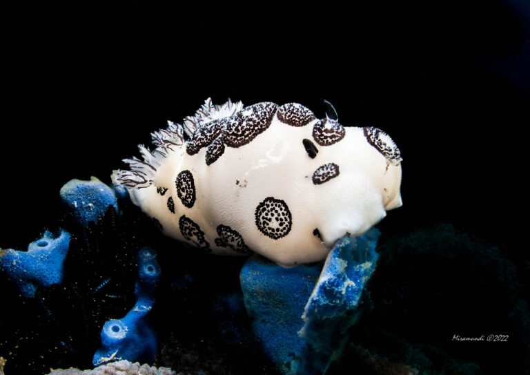 black and white colored nudibranch found in Puerto Galera