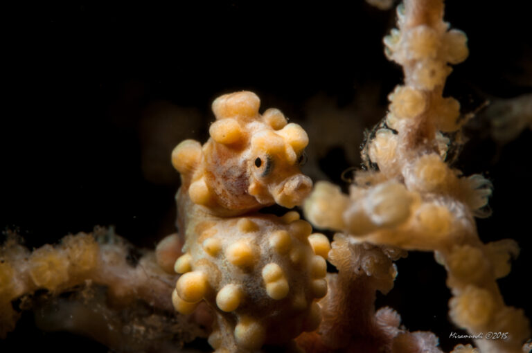 pygmy seahorse in Puerto Galera