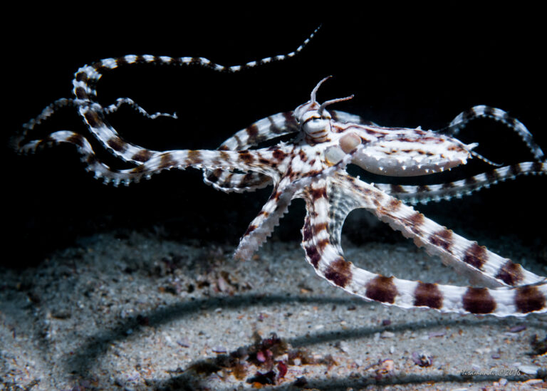 mimic octopus in Puerto Galera
