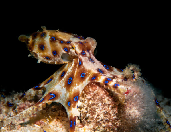 blue ring octopus in Puerto Galera