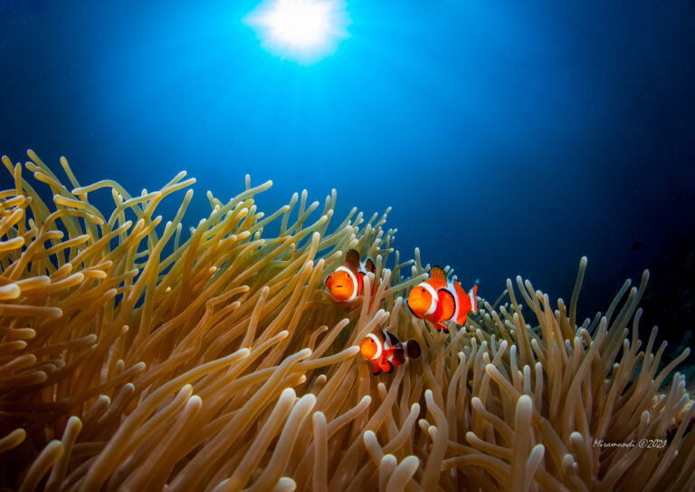 clownfish in anemone Puerto Galera