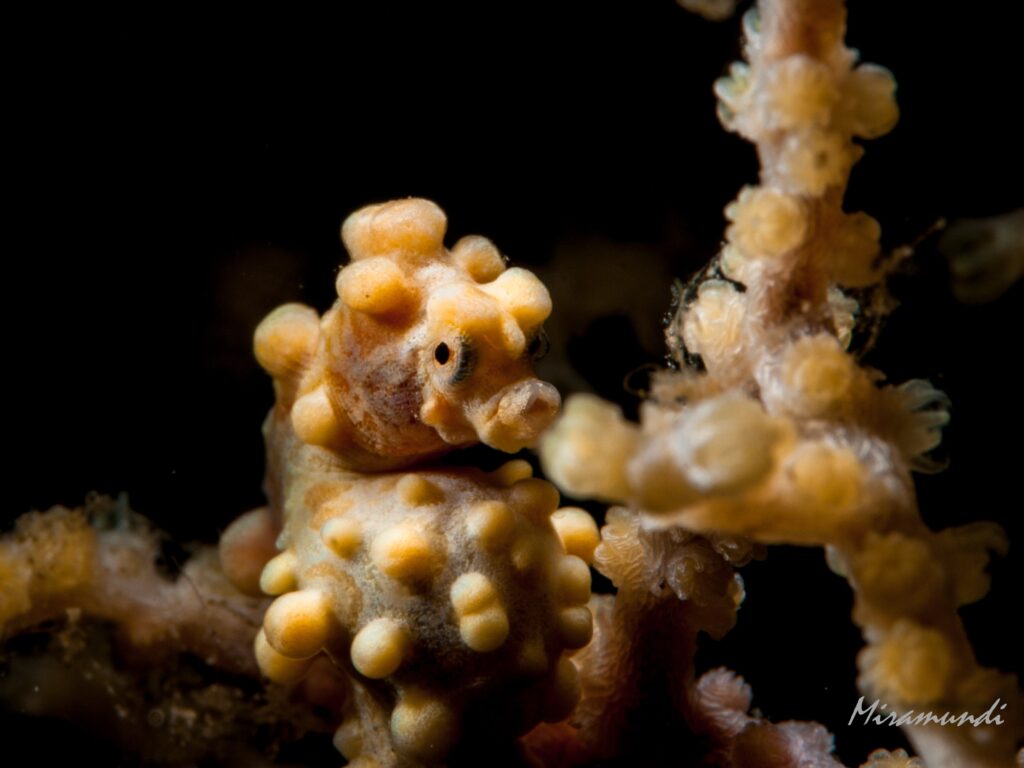 pygmy seahorse in Puerto Galera