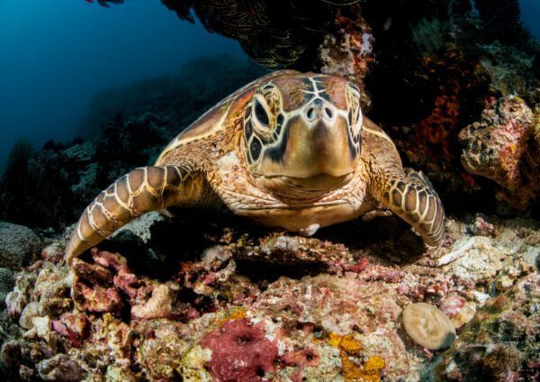 sea turtle in Puerto Galera