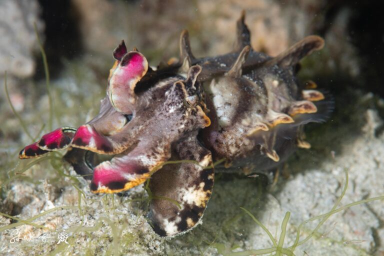 Cuttle fish