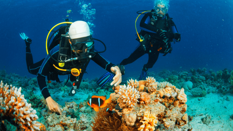 Scuba diver observing marine life