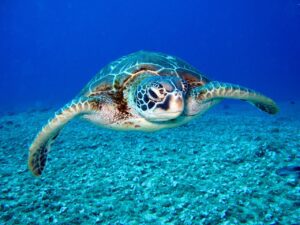 Sea Turtles