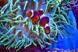 Clownfish