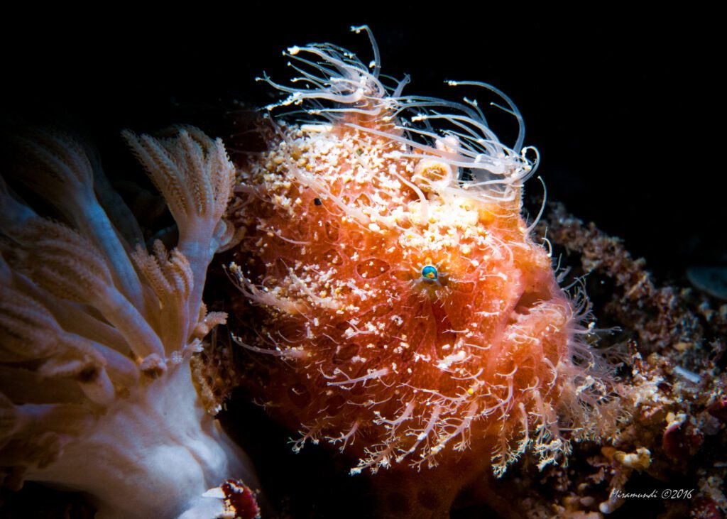 frogfish