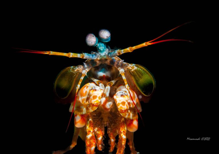 Mantis Shrimp