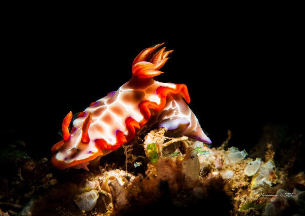 Nudibranch Orange