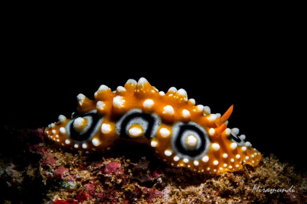 Nudibranch Spots