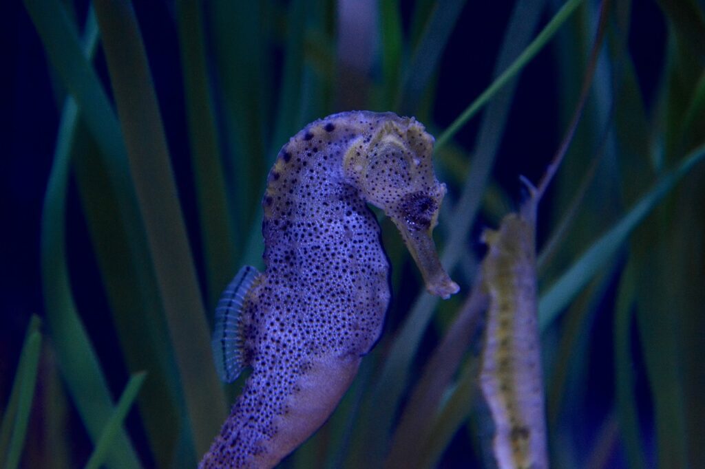 seahorse, ocean, marine life