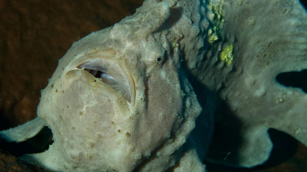 Close-Up Shot of Frogfish