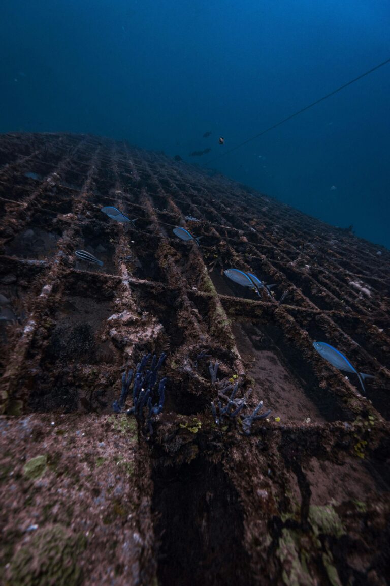 An Old, Overgrown Shipwreck at the Bottom of a Sea