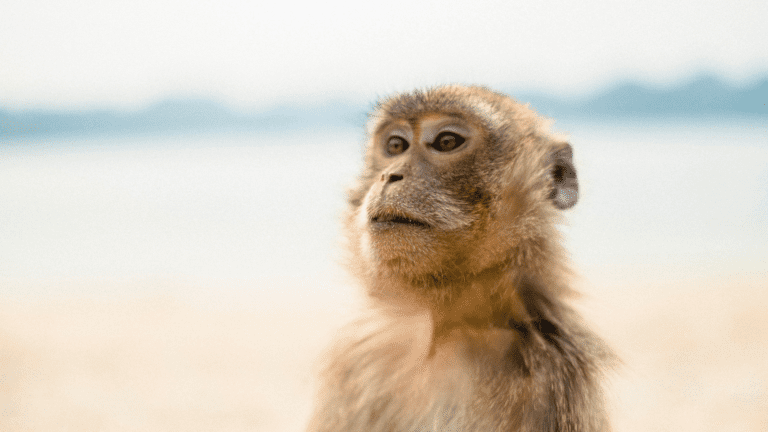 Monkey in Monkey Beach