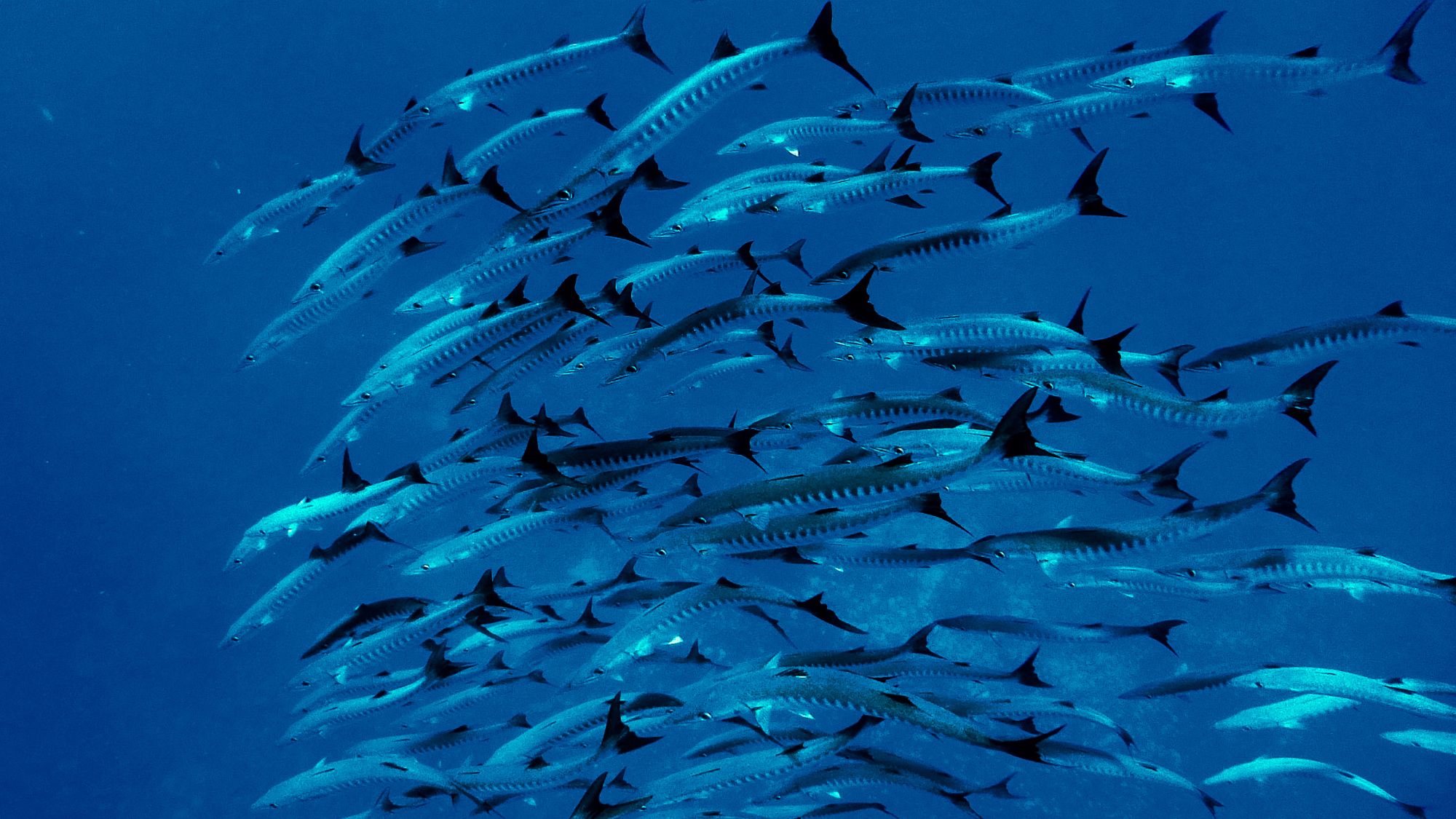 Barracudas at Apo Reef