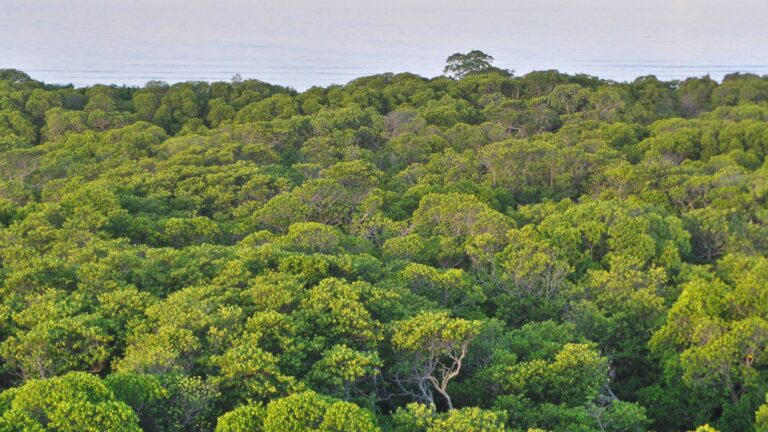 Mangrove Trees at Apo Reef