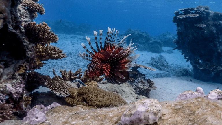 Red Lionfish at Apo Reef