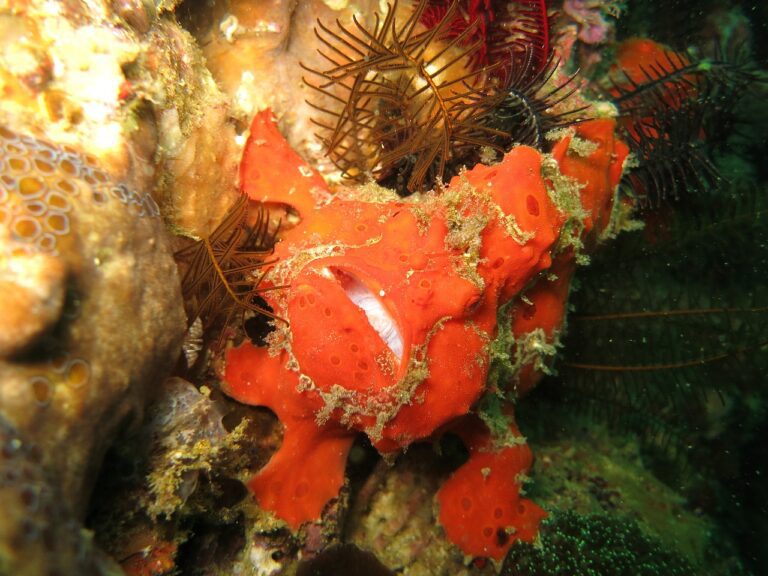 frogfish, anglerfish, scuba