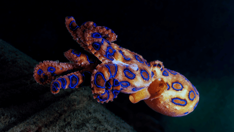 Blue Ringeed Octopus