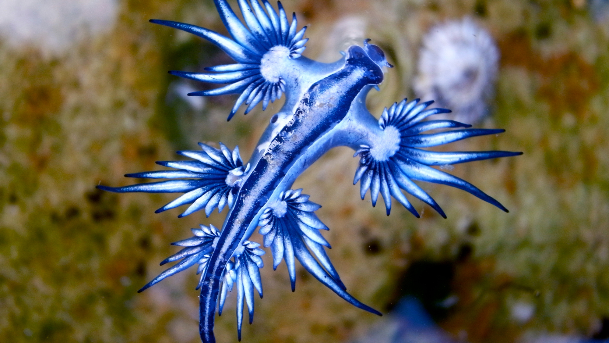 Blue Dragon Sea Slug