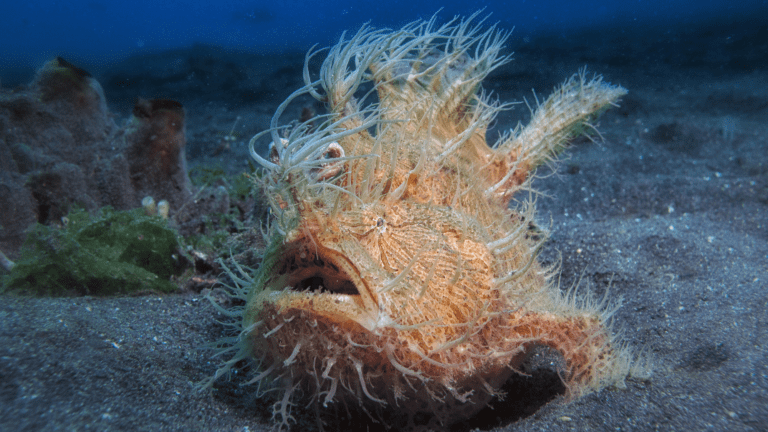 Frogfish