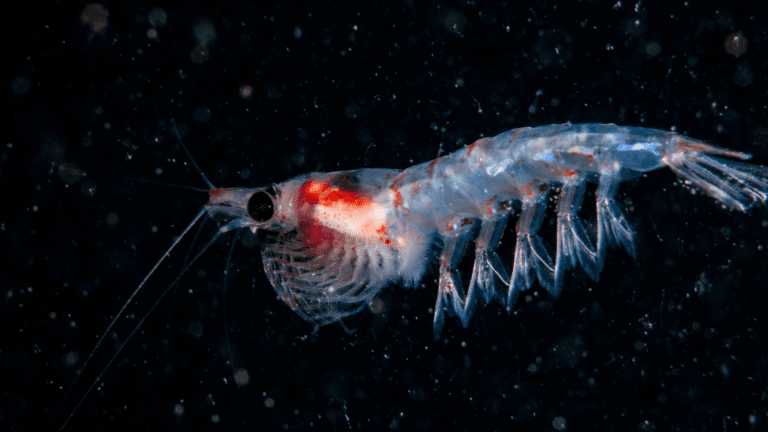 Krill