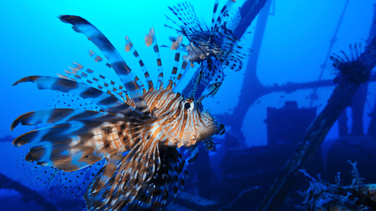 Lionfish at Shipwreck