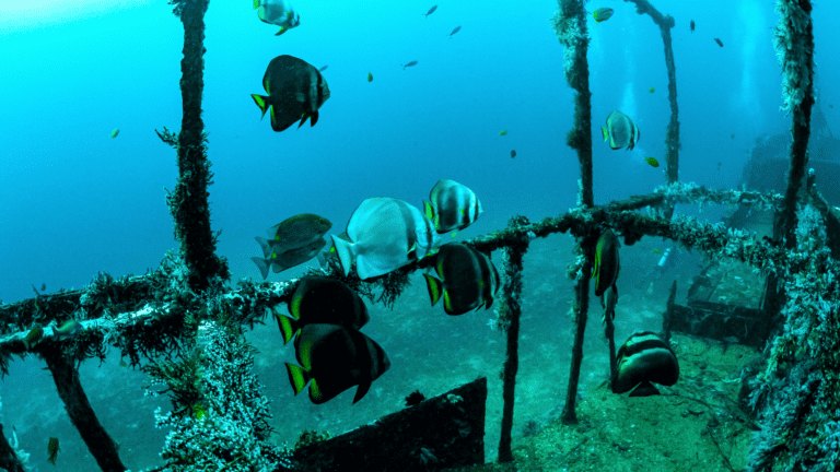 Marine Life at a Shipwreck