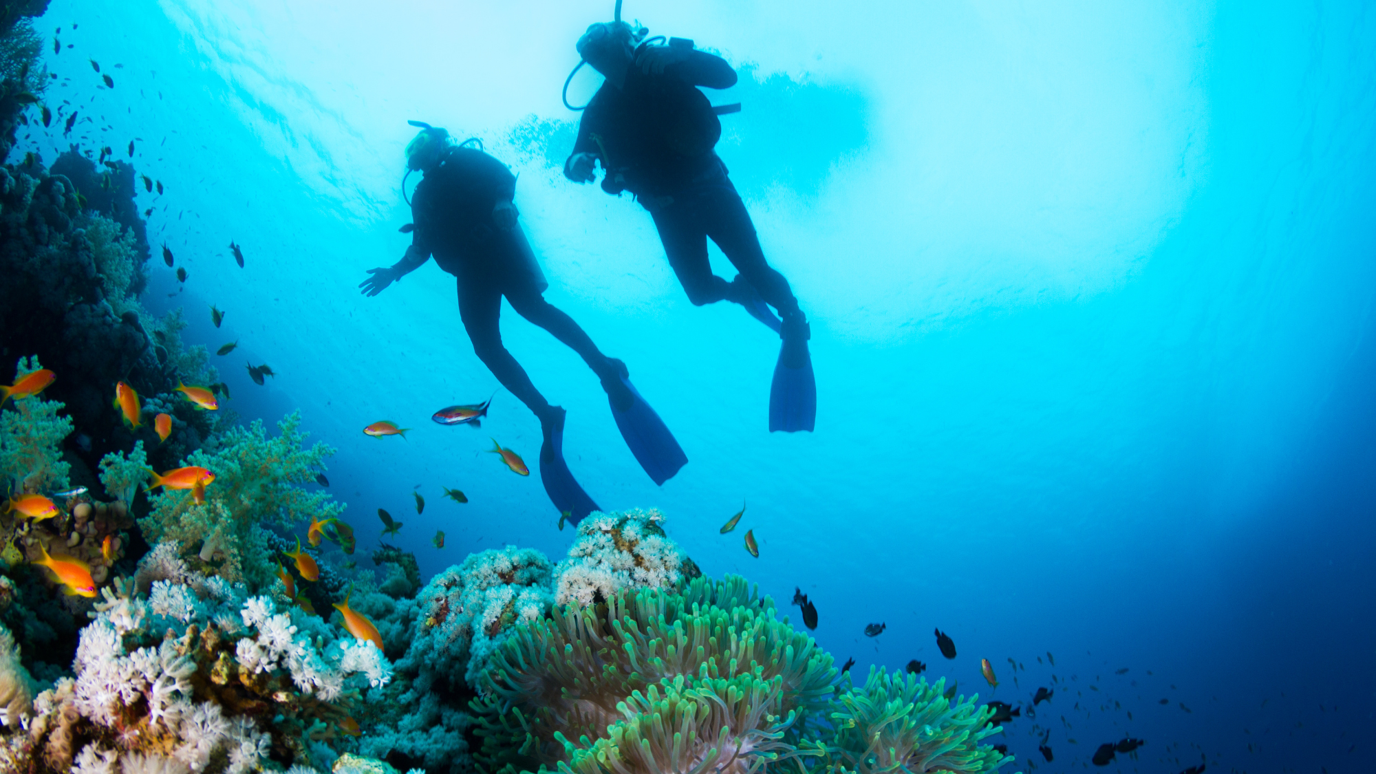 Scuba Divers Underwater