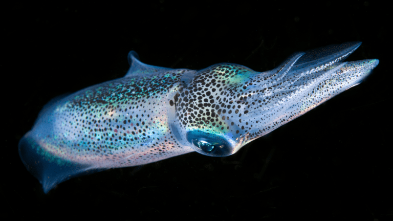 Bigfin Reef Squid