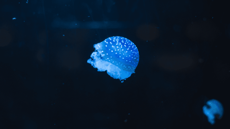 Jellyfish