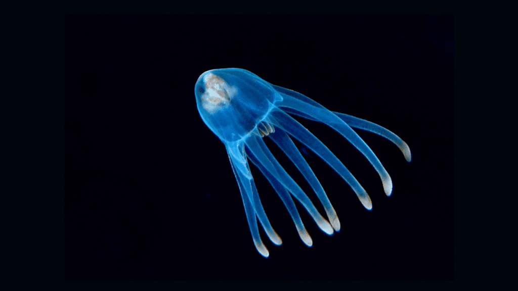 Larva Anemone