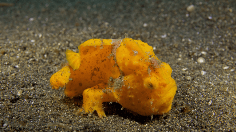 Orange Frogfish