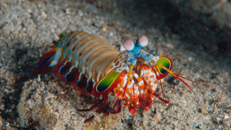 Peacock Mantis Shrimp