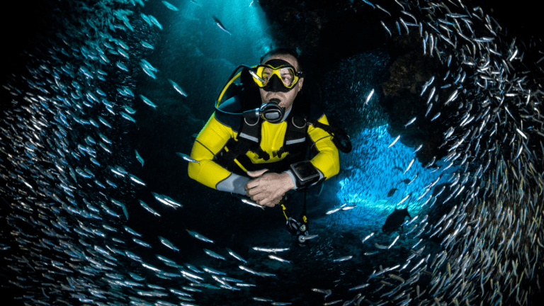 Spotting a school of fish during a night dive