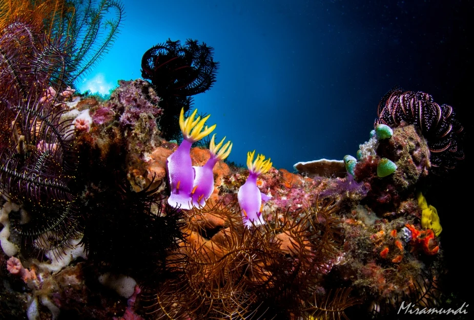 Vibrant nudibranchs and marine life on a coral reef in Puerto Galera.